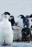 Pingüinos en la Nieve