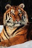 Espectacular Tigre Siberiano
