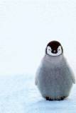 Pingüinito en Terreno Nevado