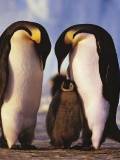 Papá y Mamá pinguinos con su bebe