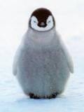 Bebe Pingüino