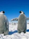 Pingüinos en la nieve