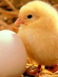 Pollito junto a un huevo