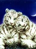 Dos cachorros de tigre blanco