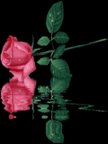 Rosa en el agua
