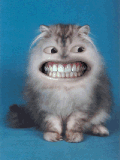 Gato Cómico muestra Dentadura