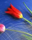 Flor roja sobre tapiz azul
