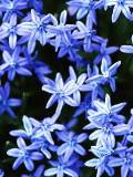 Flores azules en el fondo de celular