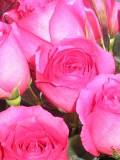 Preciosas rosas rosadas