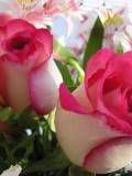 Dos hermosas rosas