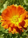 Flor color naranja