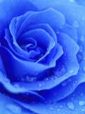 Close Up Rosa Azul