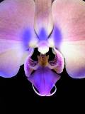Close Up de Orquídea