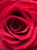 Close Up Rosa Roja