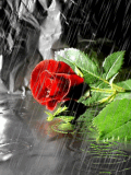 Lloviendo sobre una rosa