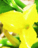 Una Linda Flor Amarilla