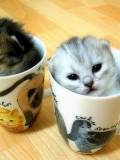 Gatitos en dos jarras