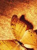 Mariposa Amarilla Gigante