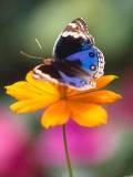 Mariposa azul sobre una flor