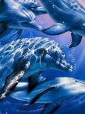 Manada de delfines en el mar