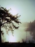 Un lago con neblina