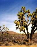 Desierto con un cactus