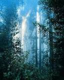 Luz en medio del Bosque