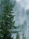El bosque y la Niebla
