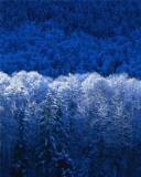 Bosque congelado con reflejos Azules