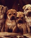 Cuatro cachorros hermanos