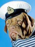 Perro marinero