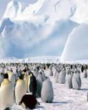 Pingüinos en el ártico