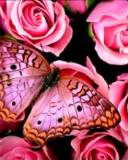 Mariposa rosada