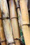 Bambúes secos