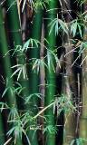 Bambúes con hojas