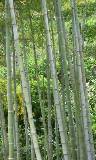 Bambúes altos