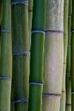 Bambúes verdes