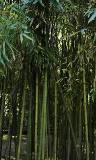 Bambúes Adultos