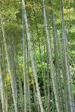 Campo de bambúes