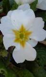 Flor blanca con estrella Amarilla