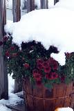 Flores rojas con nieve
