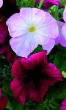Flores purpura y blanca