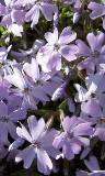 Flores violetas