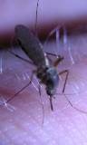 Mosquito durante una Picadura