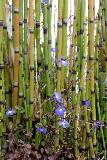 Plantas de Bambúes