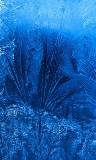 Plumas de Color Azul