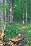 Un caminito en el Bosque