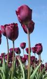 Tulipanes Rojos Free