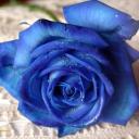 Una Rosa Azul sobre la Arena