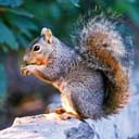 Perfil de una Ardilla